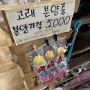 그집쏘가리 | 형부가 강추한 '단양 3대 맛집' 그집쏘가리, 쏘가리매운탕 + 빠가사리 매운탕 후기