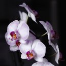 난초 (Phalaenopsis Orchid) 이미지