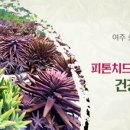 와송삼계탕