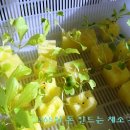 채소공장 Daum카페