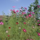 솔빛바다 이미지