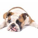 닥터펫 동물의료센터 이미지