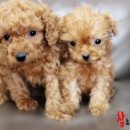 조은켄넬 이미지