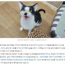 네이버 동물공감 - 고양이 복막염의 완치 1%의 기적을 염원하는 애기의 이야기입니다. 이미지