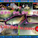 20241115 파주 삼방낚시터 대물향어, 향어 입질/챔질/힘!겨루기 "인증" 올립니다. 대물향어, 향어, 대물비단향어 라이징 이미지