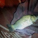 대박향어 이미지