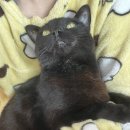 시드씨(주) | 1월 넷째 주_사랑이 다른 사랑으로 잊혀지네