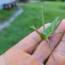 메뚜기 펜션 이미지