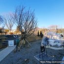 카페라임 이미지