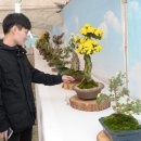 분재전시회 이미지