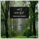 제이사려니숲길