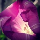 소리나팔꽃 이미지