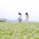 먼나머루 이미지