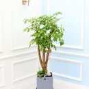 (주)해피나무 이미지