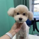 멍블리 펫살롱 이미지