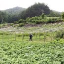 강춘희 농장 이미지