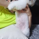 견생일기 이미지