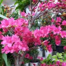 팔도화원 이미지