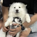 개꿀잼 애견카페 이미지