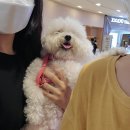 몽실몽실펫살롱 네이버블로그
