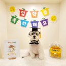 개라데이션 네이버블로그