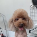 견생스타일 이미지