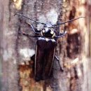 장수하늘소 이미지