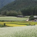 메밀꽃필무렵 이미지