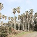 제주 올레길 6코스 이미지