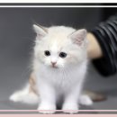 강원도춘천교육지원청 | [강원도고양이분양] 춘천.강릉.속초까지, 건강한 가정묘를 만나는 가장 확실한 방법 도레미캣
