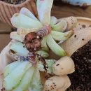 주식회사 동방아그로 이미지