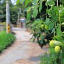 예곡리마을회관 이미지