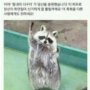 너구리 이미지