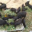 풀먹는흑염소목장 이미지