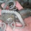 목포뻘낙지 이미지