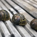 다르게 천천히 이미지