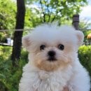 은하수펫샵 이미지