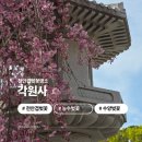 안서동보아파트 | [천안] 각원사 겹벚꽃명소 수양벚꽃 능수벚꽃 개화시기
