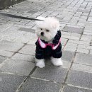 루루 반려견 | 우리 아기 말티폼 올겨울 추위 걱정 끝! 루루펫 패딩 대만족 후기