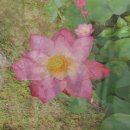 수원어린이집 이미지