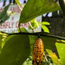 나비농장 이미지