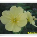 울진군청 자전거보관소 | 금강소나무와 함께 한 울진 응봉산(2008. 08. 09)