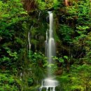 숲속풍경 이미지