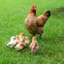 영광목장 1 이미지