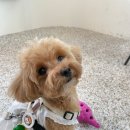 모카애견 이미지