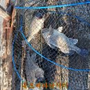 독도바다낚시터 이미지