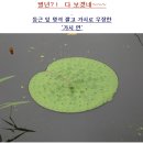 다보네일