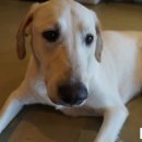 러브애견 이미지