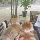 서울근교 가족모임 식당 시흥 산현농장 애견동반 광주식 오리탕 파는곳