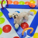 멍찌애견유치원 이미지